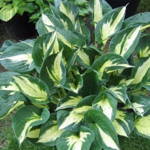 Хоста Революшион v2 Tim 