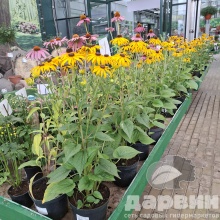 Рудбекия v3 Push 