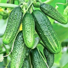 Семена Огурец пчёлоопыляемый Малютка F1 10 шт Аэлита 
