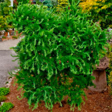 Растение лиственница европейская Хорстман Рекурвед С3 Yos 