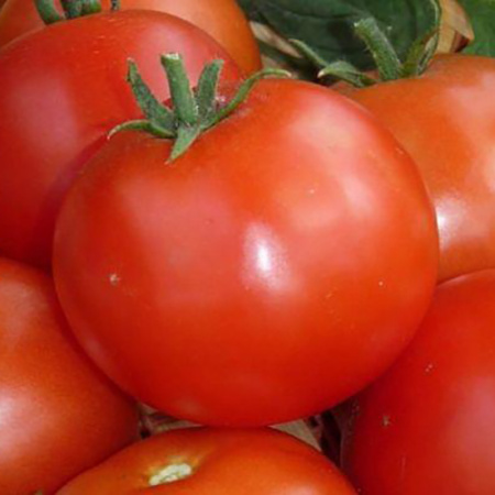 Семена томат Пабло F1, Престиж 