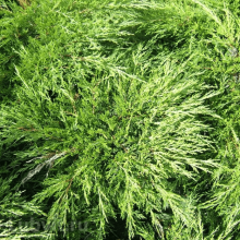 Можжевельник казацкий Кнап Хилл v3-5 Tim по цене  Можжевельник казацкий Кнап Хилл v3-5 Tim