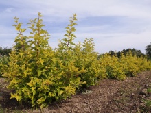 Пузыреплодник калинолистный Лютеус v10 120-140 Ul 