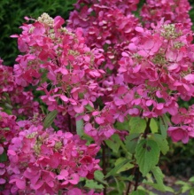 Гортензия метельчатая Даймонд Руж С3 ЦО 