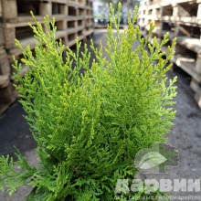 Туя западная Ауреа Нана v2 Lav по цене  Туя западная Ауреа Нана v2 Lav