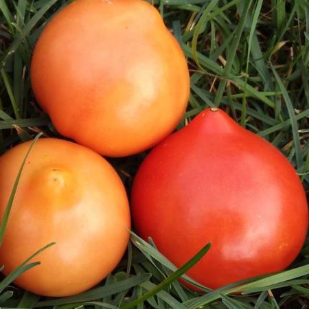 Семена томат Северенок F1 ц/п 0,05г Аэлита 