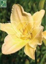 Лилейник Роял Голд с2 