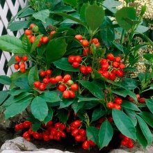 Аукуба японская Розанни v2 Lav 