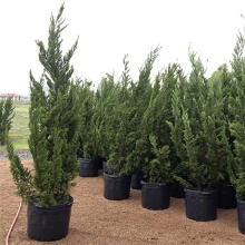 Можжевельник китайский Кайзука C15 120-140 Bor по цене  Можжевельник китайский Кайзука C15 120-140 Bor