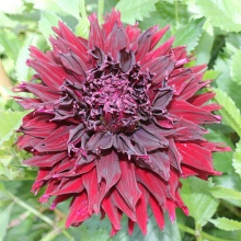 Клубень Георгина Кенора Макоб- Б , 1шт/уп 