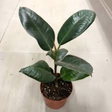 Фикус эластика Абиджан d25 h100-140 Tim 