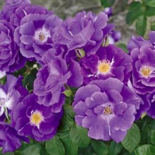 Роза шраб Рапсоди ин блу с5, Tim 