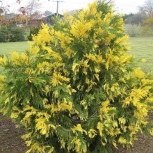 Калоцедрус Ауреавариегата 50-60 cm cont. 4,0L Mt по цене  Калоцедрус Ауреавариегата 50-60 cm cont. 4,0L Mt