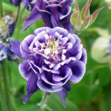 Корневище НВМ Водосбор Дабл Блю (I) 1шт 