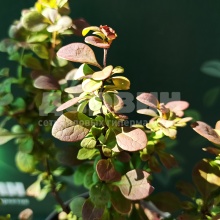 Барбарис тунберга Ред Пиллар С2, 30-40см 