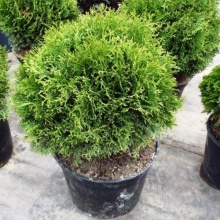 Туя западная Хозери v25 80-100см по цене  Туя западная Хозери v25 80-100см