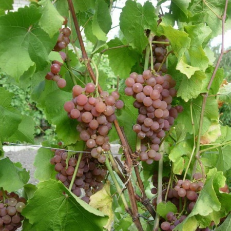 Растение виноград плодовый Алина 2-х летка 