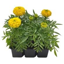 Бархатцы (Тагетес) в ассортименте кассета 6шт Dem 