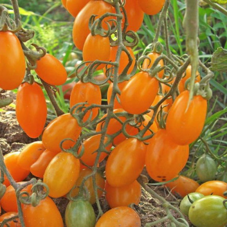 Семена томат Финик желтый F1, НК 