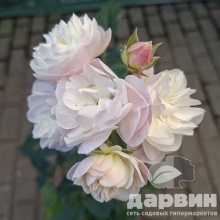 Роза мускусная Буке Парфе v5 Lav 