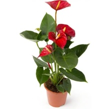 Антуриум d12 ХР 