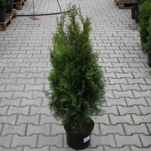Туя западная Смарагд  C7,5 80-100 Bor по цене  Туя западная Смарагд  C7,5 80-100 Bor