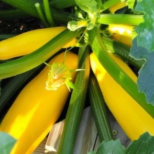 Семена Tim/кабачок цуккини Желтоплодный ранний 2г 