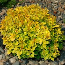 Барбарис тунберга Тина Голд С1,5, 15-20см 