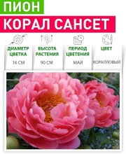 Пион Корал Сансет v5 Tim 