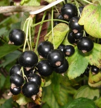 Смородина черная Гулливер С2 20-40 ЦО 