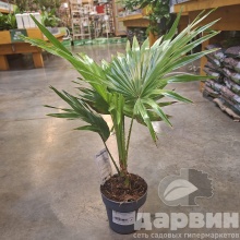 Ливистона Ротундифолия d12 h35 