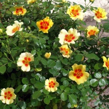 Роза корнесобственная флорибунда Ай оф зе Тайгер v5 Tim 