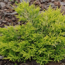 Можжевельник горизонтальный Лаймглоу v2 Lav по цене  Можжевельник горизонтальный Лаймглоу v2 Lav