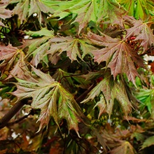 Клен остролистный Чарльз Джоли с18-30 h200-280 