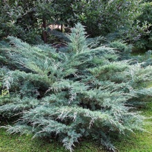 Можжевельник виргинский Хетц v2 Lav по цене  Можжевельник виргинский Хетц v2 Lav