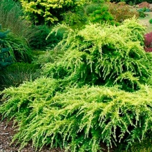 Растение Кедр гималайский Голден хорайзон v4 h25-30 Mt 