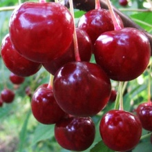 Вишня Десертная Морозовой v7/10 120-140 Tim 