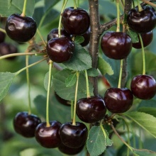 Вишня Шоколадница средн v7 80-100 Tim 