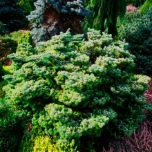 Растение пихта вичи Хеддерготт 20-25 cm met kluit Mt по цене  Растение пихта вичи Хеддерготт 20-25 cm met kluit Mt