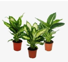 Диффенбахия d12 Wd 