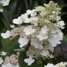 Гортензия метельчатая Октоубер Брайд v5 Lav 