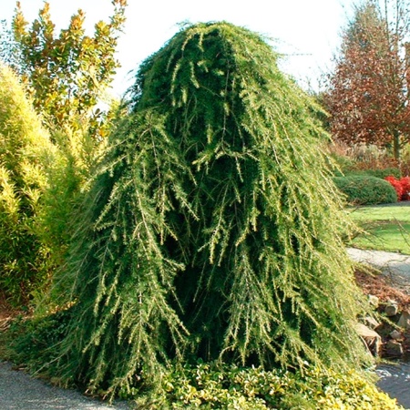 Растение кедр гималайский Пендула 100-125 cm cont. 5,0L Mt 