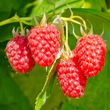 Малина ремонтантная Изобильная Казакова Р9 