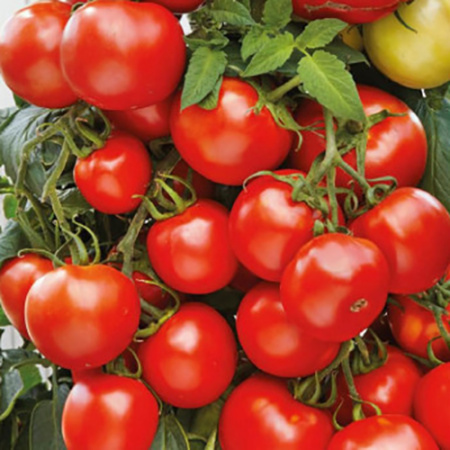 Семена томат Красная россыпь 5шт Поиск 