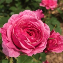 Роза корнесобственная шраб Морден Руби v5 Tim 