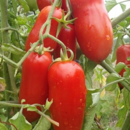 Семена томат Петруша огородник Сиб.сад 
