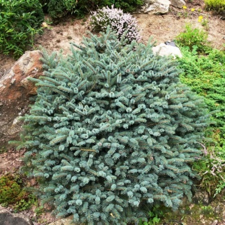Растение ель мариорика Мачала 30-40 ST 