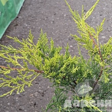 Можжевельник средний Олд голд v2 Lav 