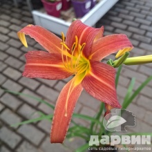 Лилейник Пинк Чарм v2 Tim 