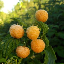 Малина Утренняя Роса  желт. в коробке ЦО 